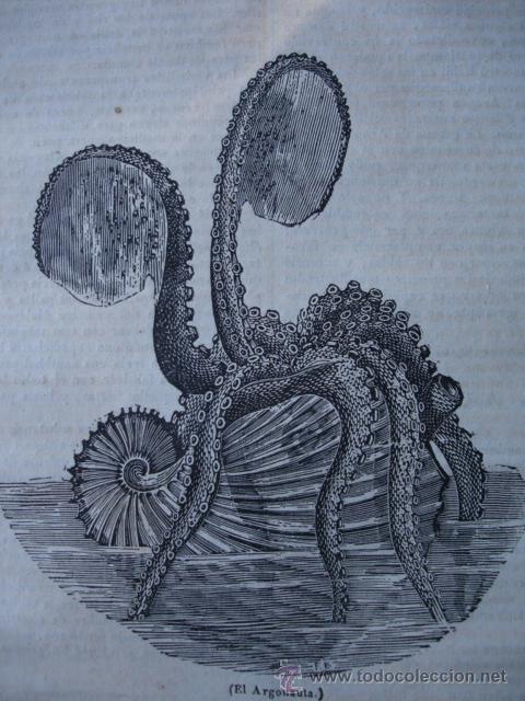 Arte: EL ARGONAUTA  GRABADO DE 1838 - Foto 1