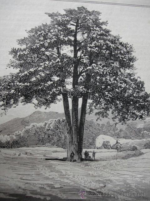 Arte: BERGA PINO TRES BLANCAS - Foto 1