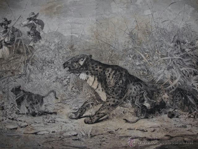 Arte: ARGELIA CAZA DE LA PANTERA .A&Ntilde;O 1871 - Foto 1
