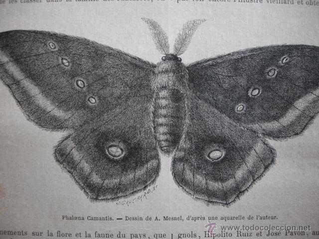 Arte: PHALOENA CAMANTIS .A&Ntilde;O 1872 MARIPOSA - Foto 1