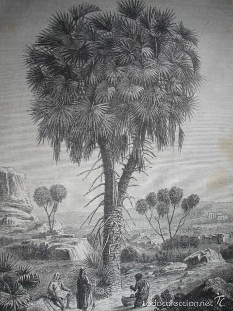 Arte: PALMERA DOUM  A&Ntilde;O 1865 - Foto 1