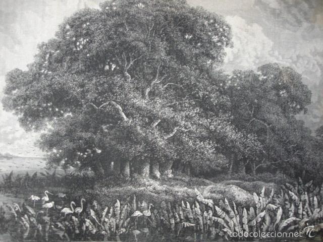 Arte: ISLA DE CEDRELES  PERU .A&Ntilde;O 1865 - Foto 1