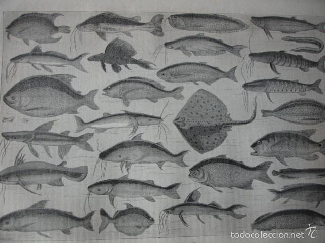 Arte: PECES DE UCAYALI  PERU .A&Ntilde;O 1865 - Foto 1
