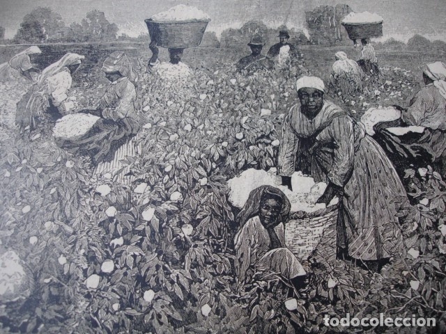 Arte: RECOGIDA DE ALGODON EN GEORGIA  .A&Ntilde;O 1890 - Foto 1