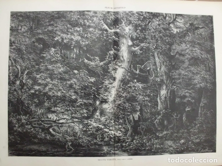 Arte: XILOGRAFIA: SELVA VIRGEN. ILUSTRACION ARTISTICA   G-ILUSESP-046