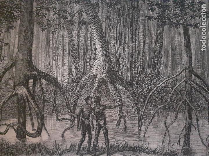 Arte: CONGO BOSQUE DE MANGROVES GRABADO XILOGRAFICO XILOGRAFIA 1876
