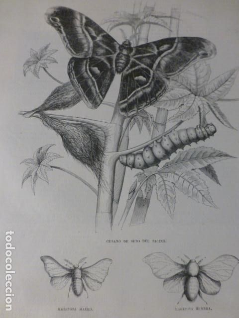 Art: MARIPOSAS ANTIGUO GRABADO XILOGRAFICO XILOGRAFIA 1858