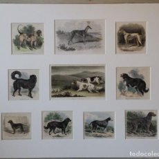 Arte: 10 XILOGRAFÍAS DE DIFERENTES RAZAS DE PERROS, COLOREADAS. SIGLO XVIII - XIX.. Lote 311843313