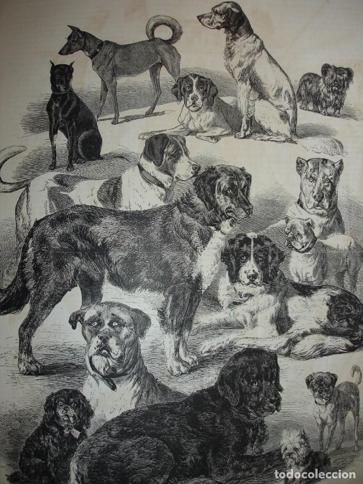 Arte: LOS PERROS A&Ntilde;O1879 - Foto 1