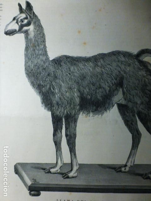 Arte: LLAMA DEL PER&Uacute; GRABADO XILOGRAFICO XILOGRAFIA 1892