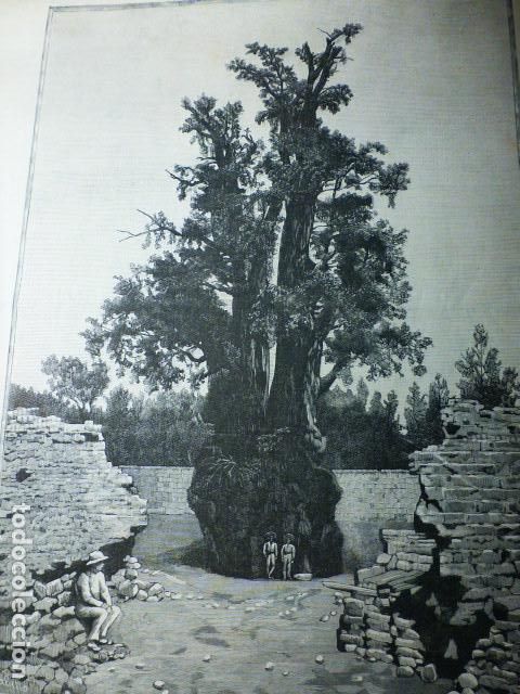 Art: MEXICO EL ARBOL DE LA NOCHE TRISTE GRABADO XILOGRAFICO XILOGRAFIA 1892