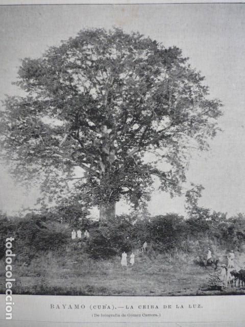 Kunst: BAYAMO CUBA LA CEIBA DE LA LUZ GRABADO XILOGRAFICO XILOGRAFIA 1895