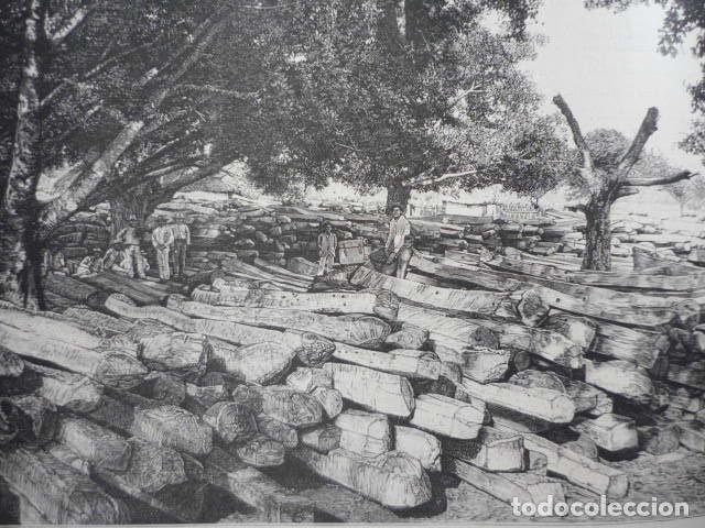 Art: MANZANILLA CUBA MADERAS GRABADO XILOGRAFICO XILOGRAFIA 1895