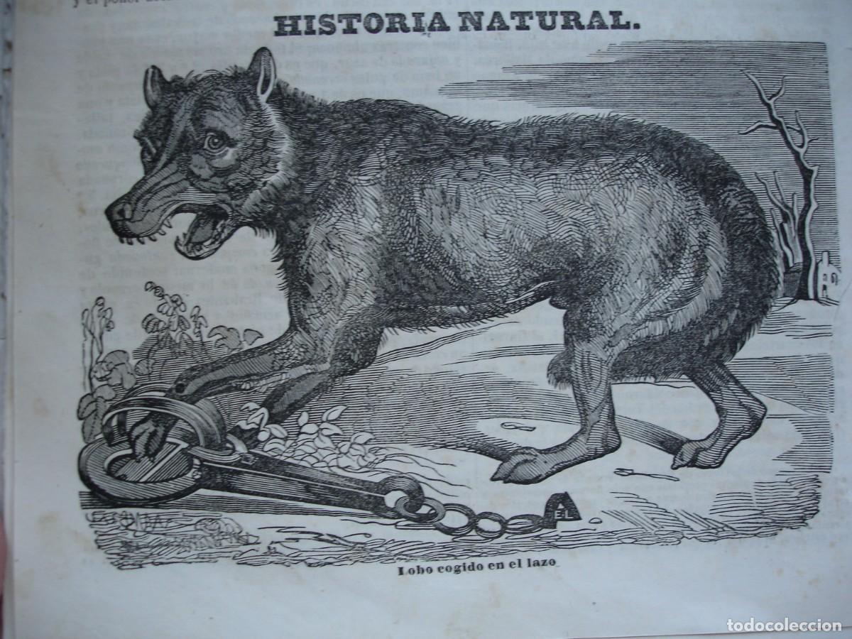Arte: LOBO COGIDO EN EL LAZO.A&Ntilde;O 1845