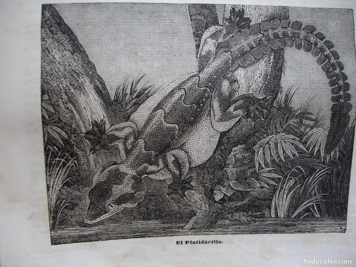 Arte: EL PLATIDACTILO.A&Ntilde;O 1845