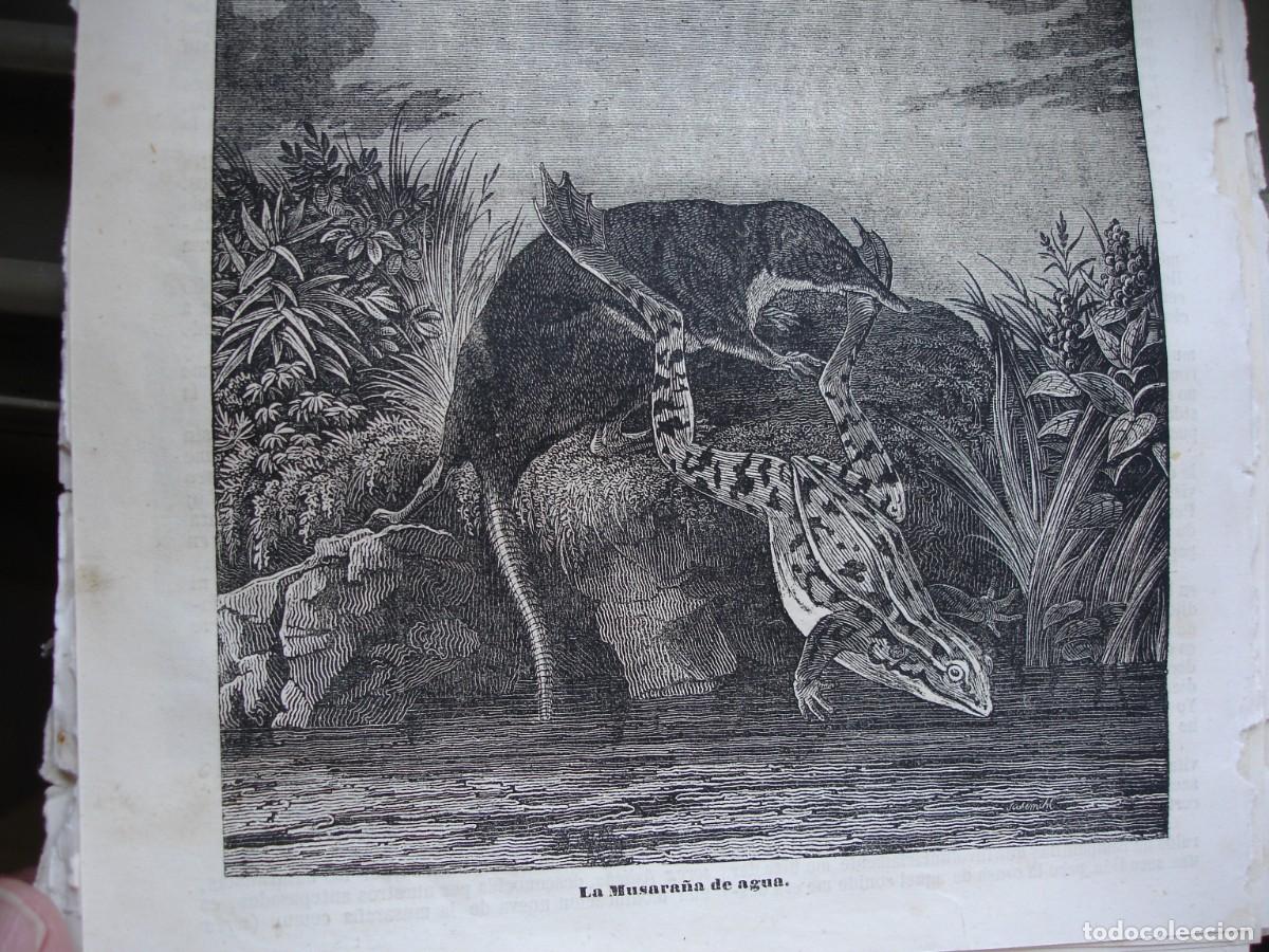 Arte: LA MUSARA&Ntilde;A DEL AGUA .A&Ntilde;O 1845