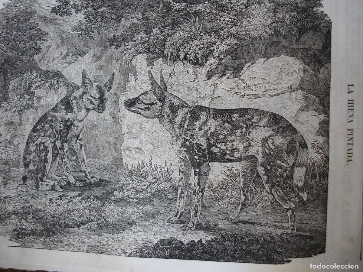 Kunst: LA HIENA PINTADA .A&Ntilde;O 1845