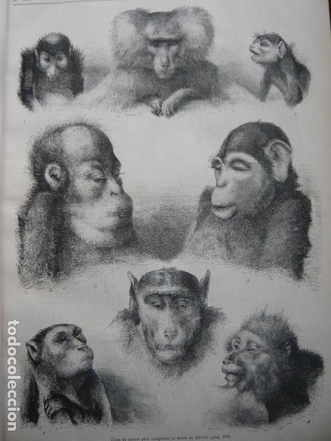 Arte: TIPOS DE MONOS PARA COMPROBAR TEOR&Iacute;A DARWIN GRABADO XILOGRAFICO XILOGRAFIA 1872