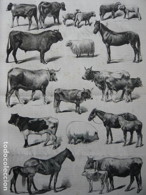 Arte: SANTANDER EXPOSICION PROVINCIAL AGRICOLA EJEMPLARES PREMIADOS GRABADO XILOGRAFICO XILOGRAFIA 1872