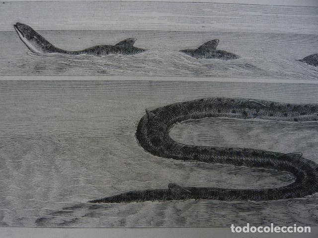 Arte: SERPIENTE DE MAR GRABADO XILOGRAFICO XILOGRAFIA 1872
