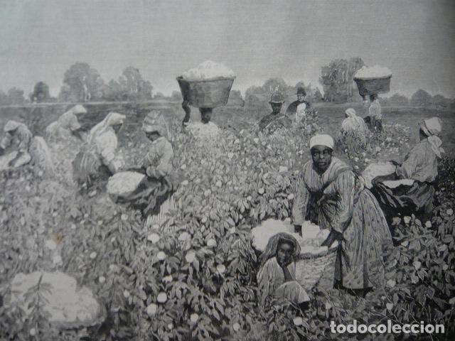 Arte: SAVANNAH USA RECOLECTANDO ALGODON GRABADO XILOGRAFICO XILOGRAFIA 1879
