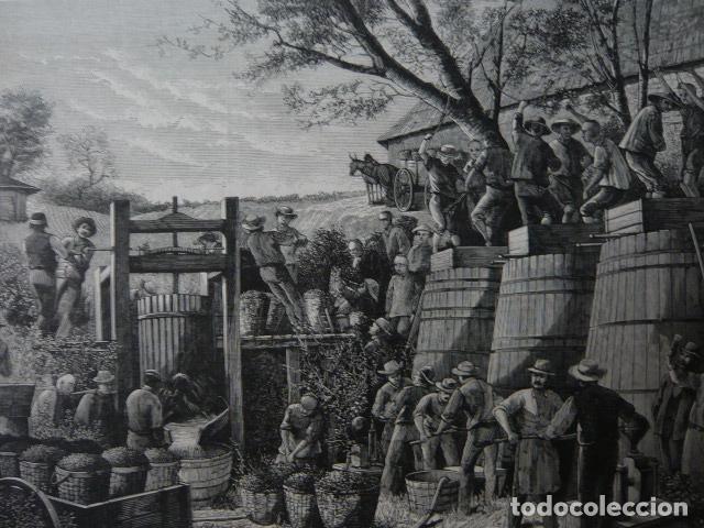 Arte: CALIFORNIA USA VINICULTURA GRABADO XILOGRAFICO XILOGRAFIA 1879