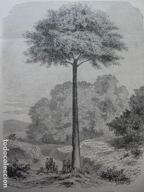 Arte: VENEZUELA ARBOL DEL CAUCHO GRABADO XILOGRAFICO XILOGRAFIA 1879