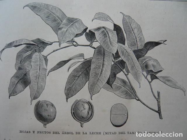 Arte: VENEZUELA ARBOL DEL CAUCHO GRABADO XILOGRAFICO XILOGRAFIA 1879