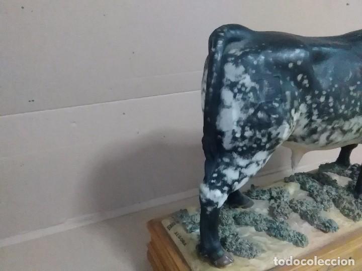 Arte: Toro de M,YV,S, Algora - Foto 6