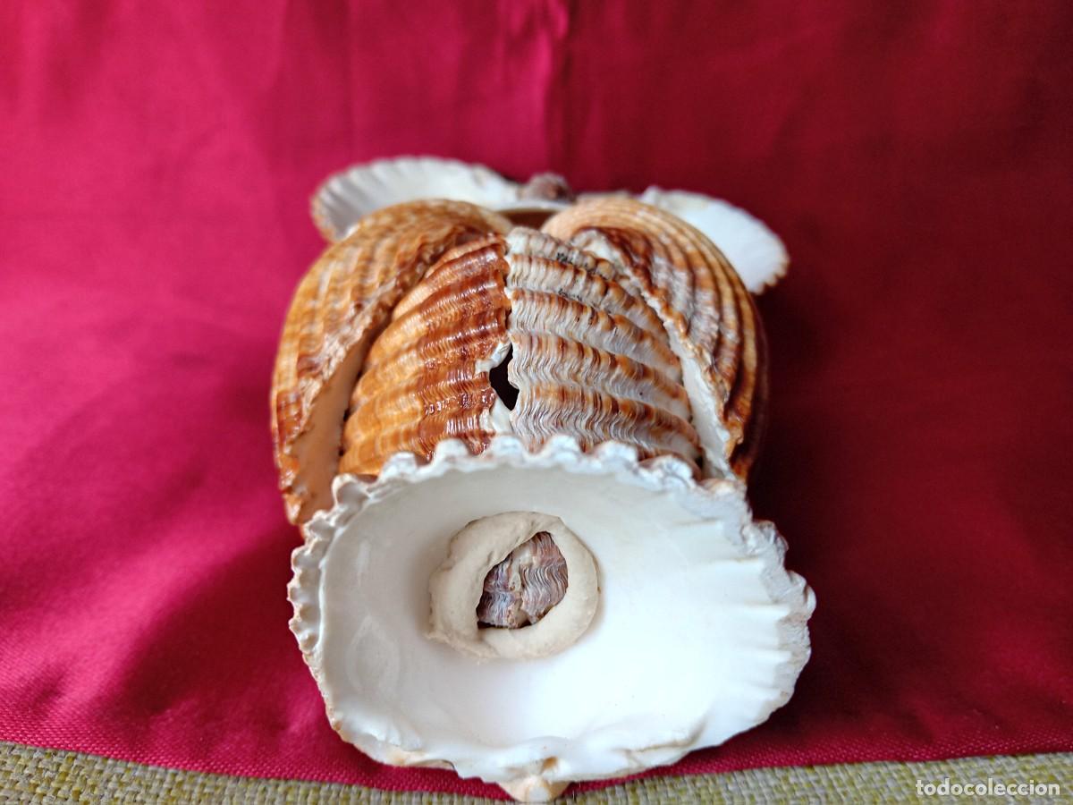 Arte: B&uacute;ho hecho con conchas de mar, d&eacute;cada de los 70. - Foto 5
