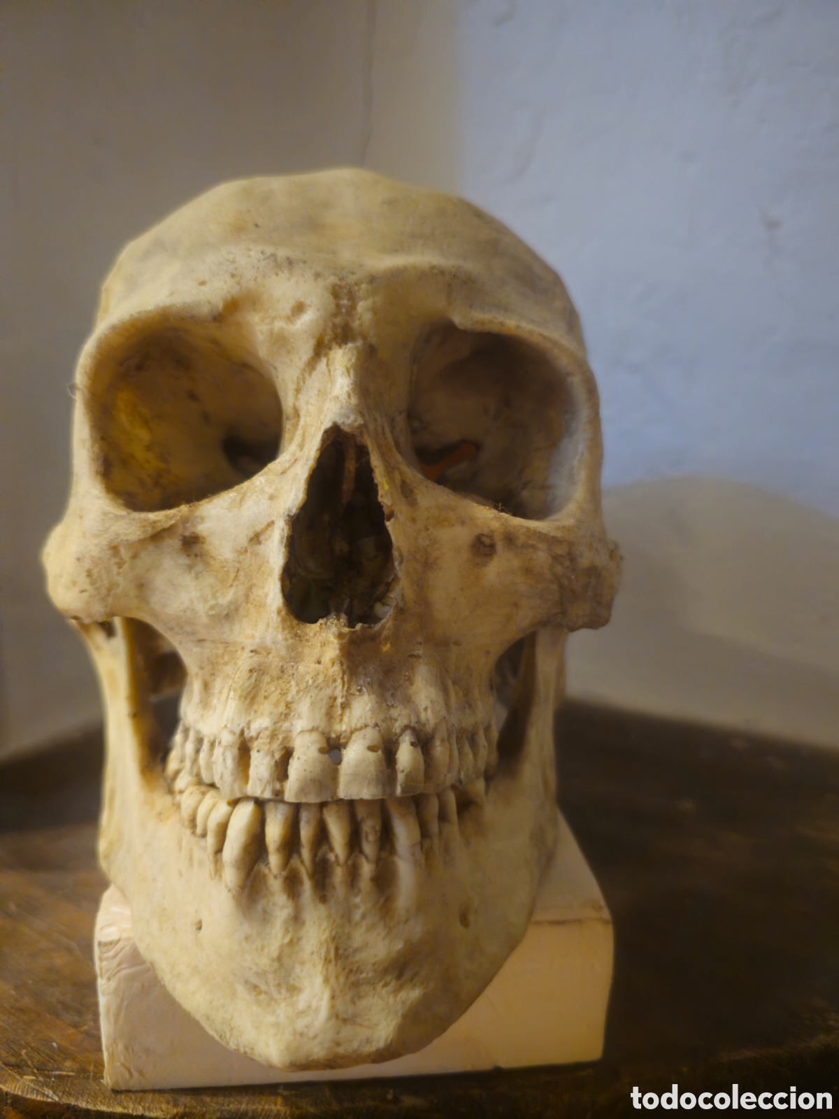 Arte: R&eacute;plica de cr&aacute;neo humano