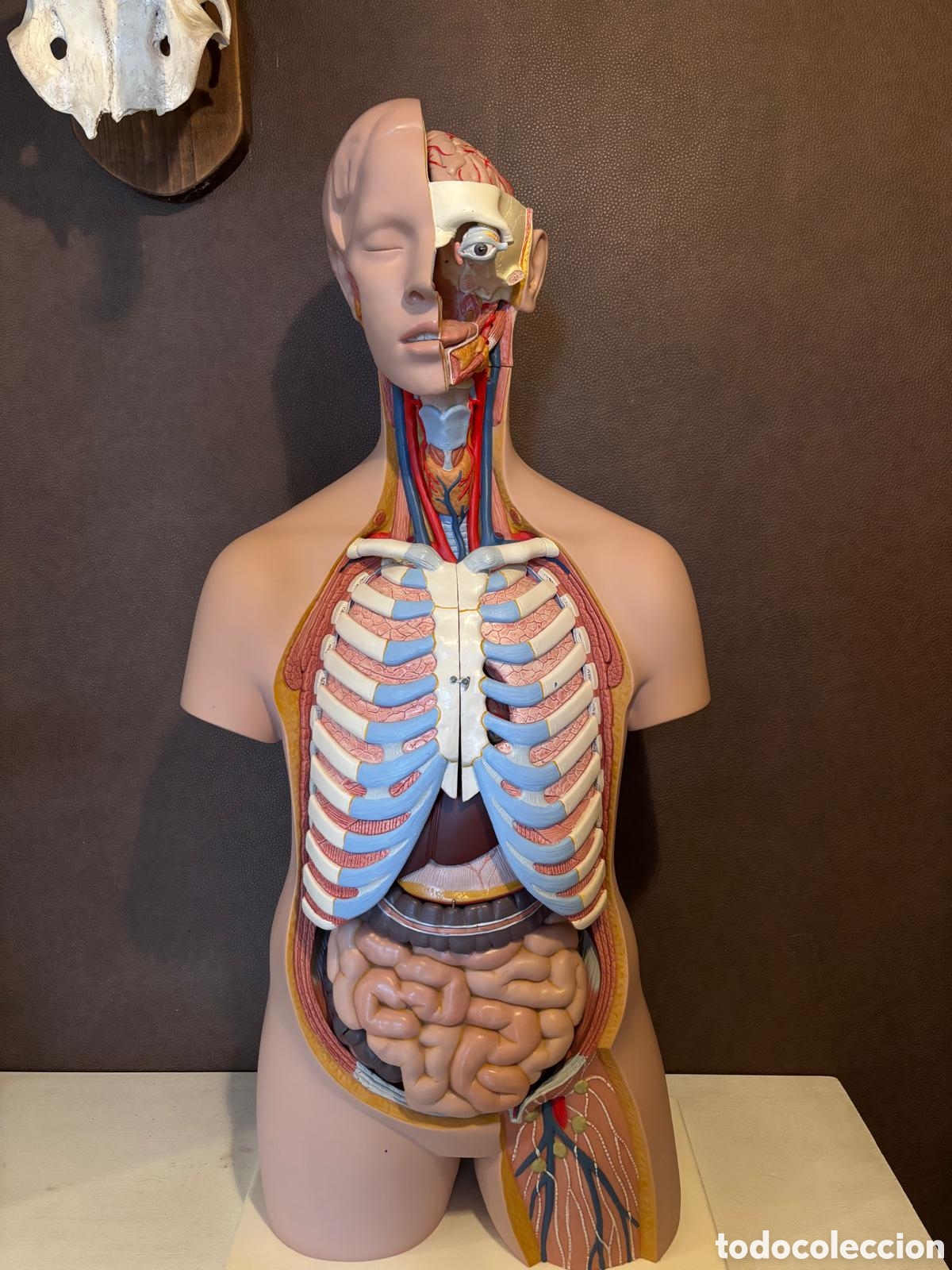 Arte: Modelo anat&oacute;mico 3B scientific
