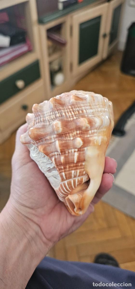 Arte: Preciosa caracola tallada mujer - Foto 2