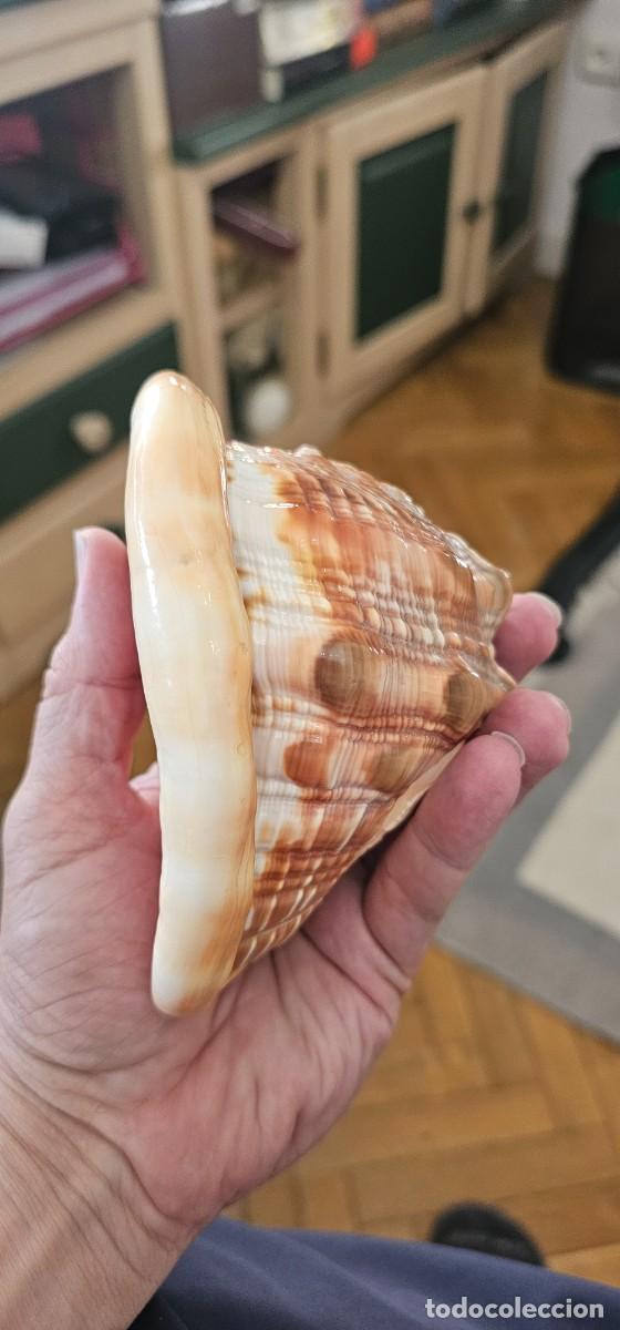 Arte: Preciosa caracola tallada mujer - Foto 4