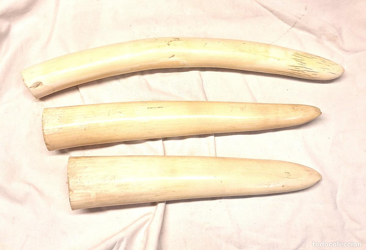 Arte: Colmillos Marfil Ivory Hueso. - Foto 2