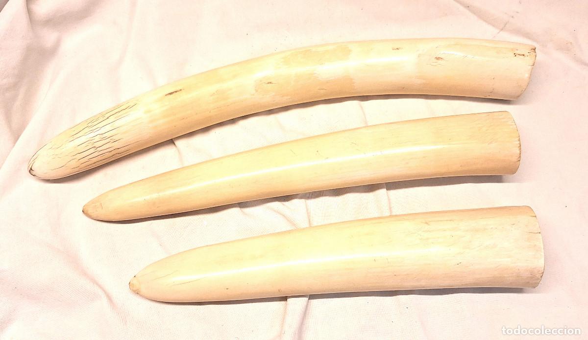 Arte: Colmillos Marfil Ivory Hueso.