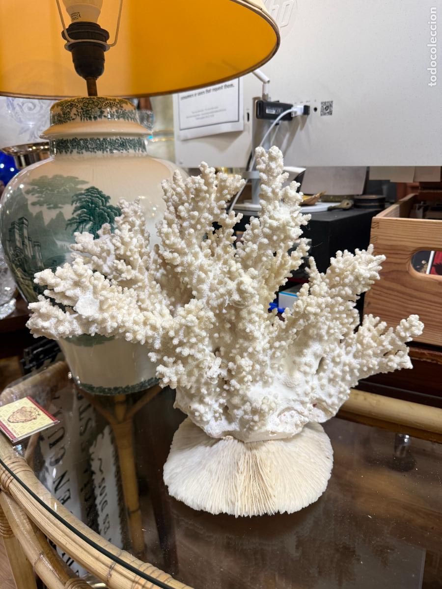 Arte: ANTIGUO CORAL BLANCO COMPUESTO DE DOS PIEZAS - MEDIDA TOTAL 36X33 CM