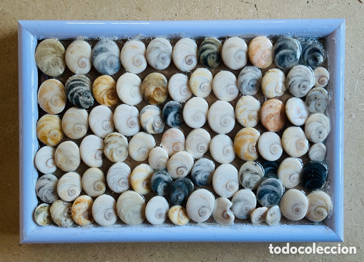Arte: Cuadro compuesto por 77 Ojos de Shiva naturales del Mediterr&aacute;neo.