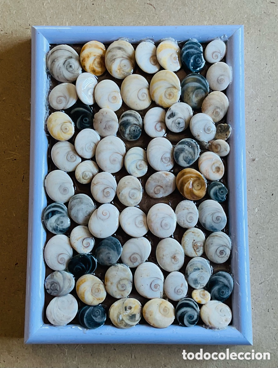 Arte: Cuadro compuesto por 67 Ojos de Shiva naturales del Mediterr&aacute;neo.