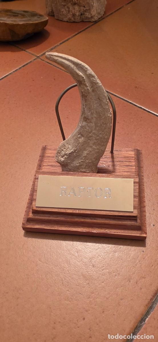Arte: Expositor con replica garra velociraptor USA antigua