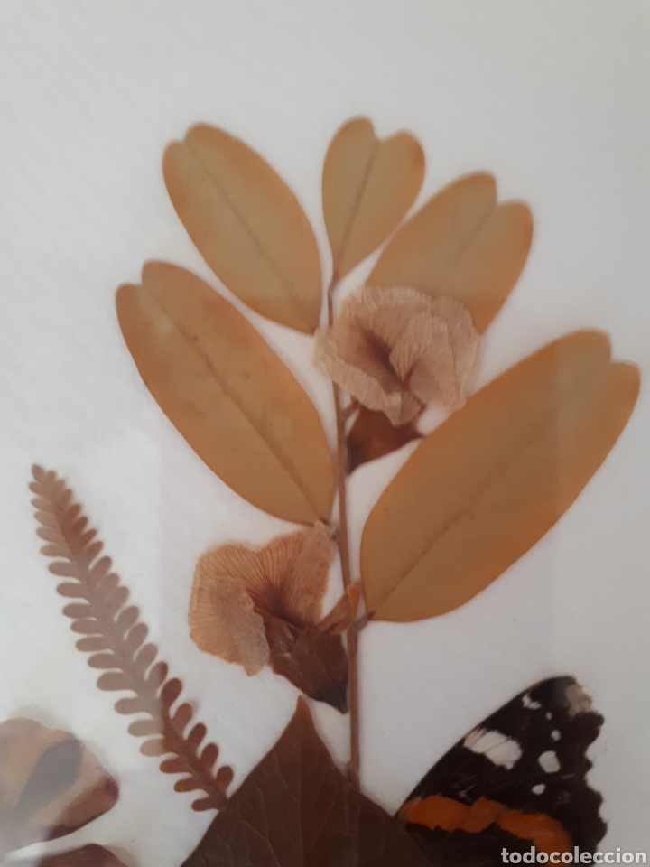 Artesan&iacute;a: Cuadro hojas y flores secas - Foto 3