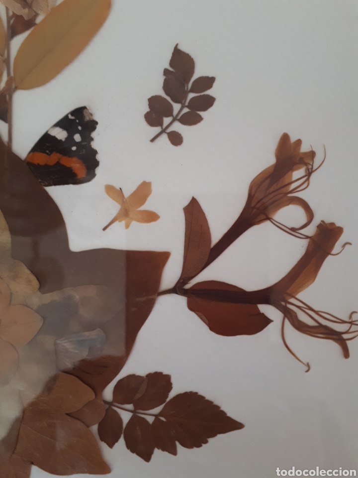 Artesan&iacute;a: Cuadro hojas y flores secas - Foto 4