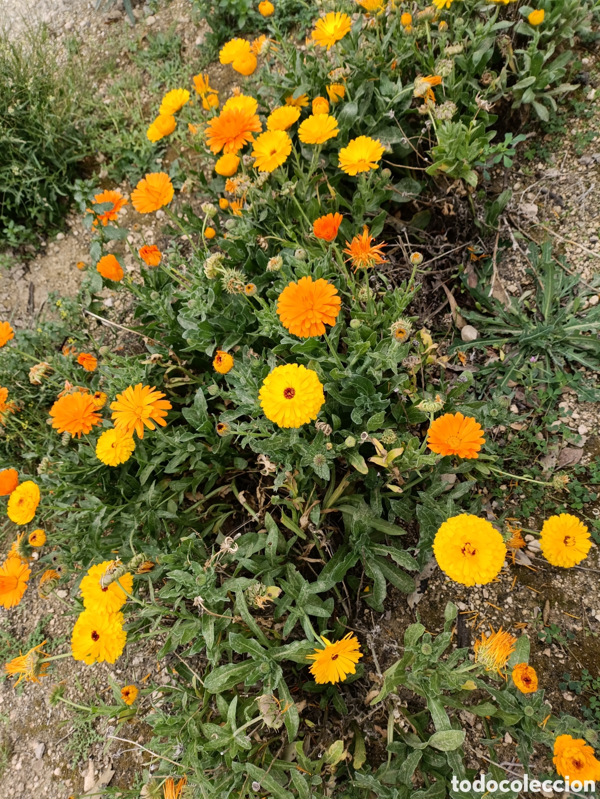 Artesan&iacute;a: 100 gr semillas Cal&eacute;ndula de Adultas muy grandes