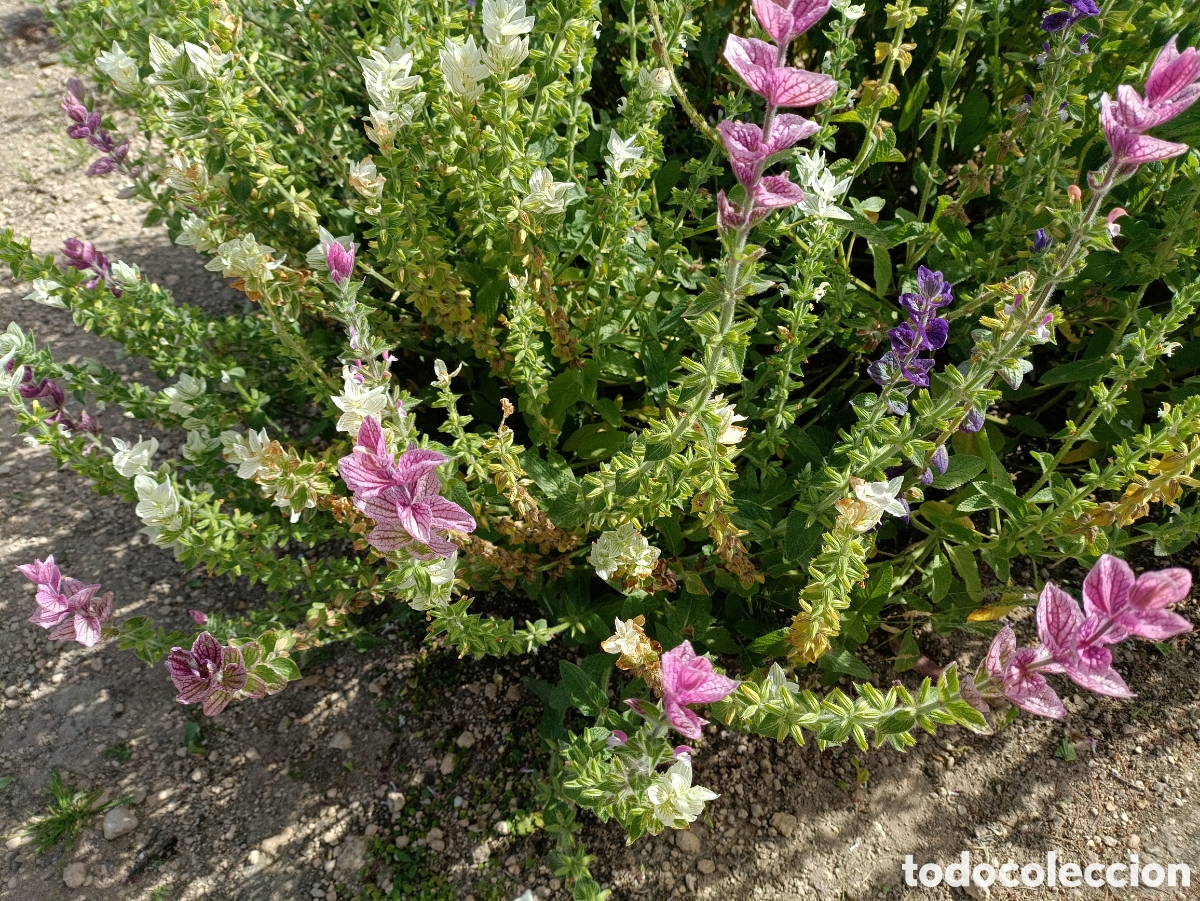 Artesan&iacute;a: Semillas de Alheli- Variedad de Colores