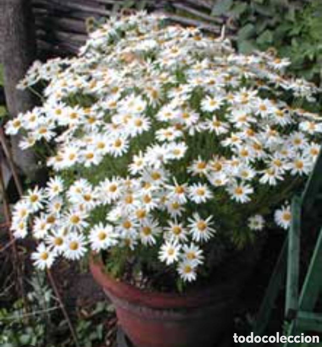 Artesan&iacute;a: Semillas Margaritas con flores blancas