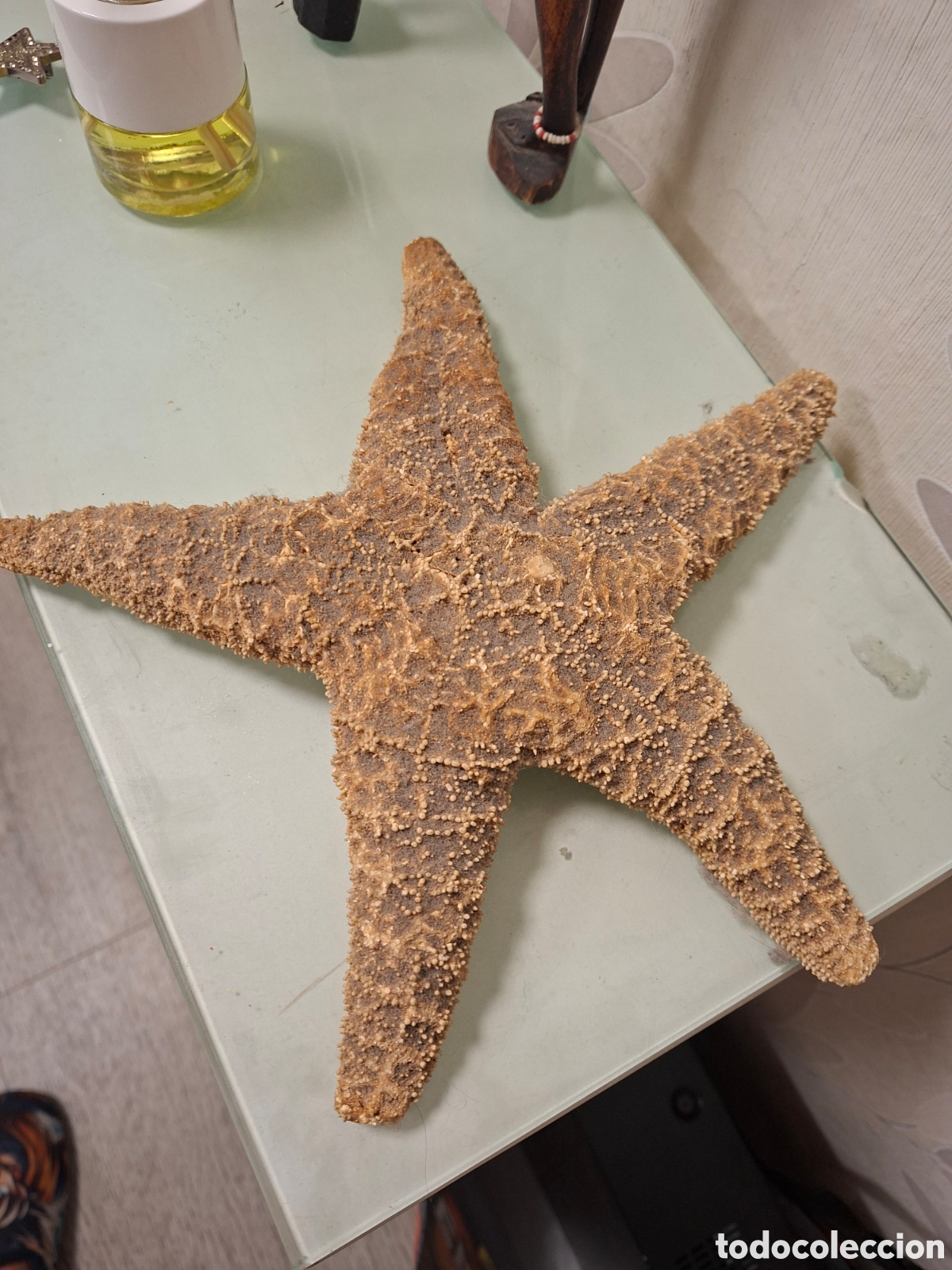 Artesan&iacute;a: Estrella de mar atl&aacute;ntico
