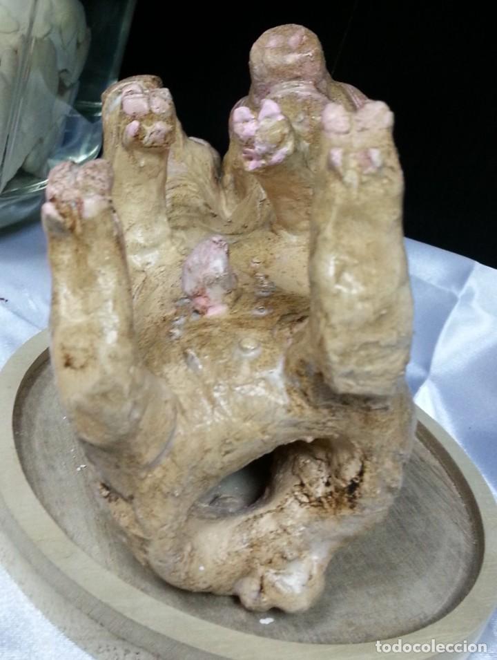 Artesan&iacute;a: Cerdo de dos cabezas. R&eacute;plica. - Foto 7