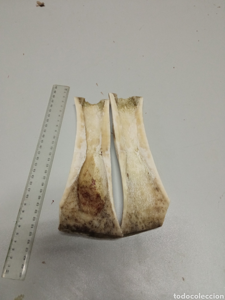 Artesan&iacute;a: Hueso de vaca para artesania - Foto 2