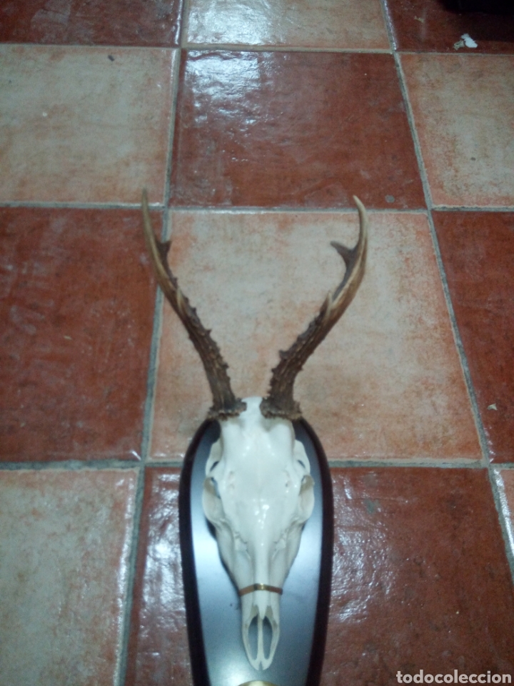 Artesan&iacute;a: Trofeo corzo - Foto 2