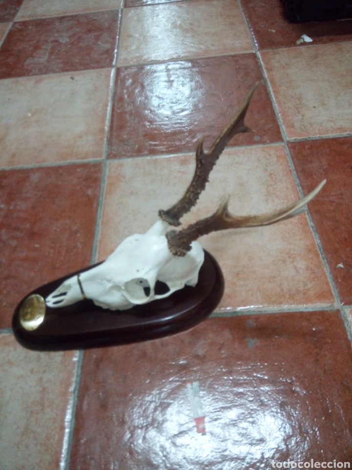 Artesan&iacute;a: Trofeo corzo - Foto 1